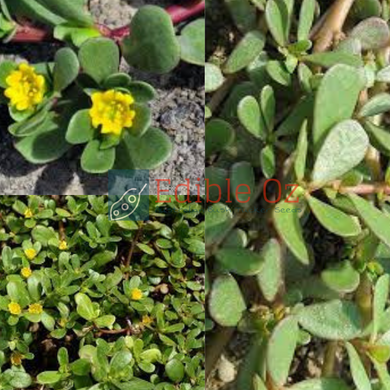 'MUNYAROO' PIGWEED/PURSLANE (Portulaca oleracea) Seeds