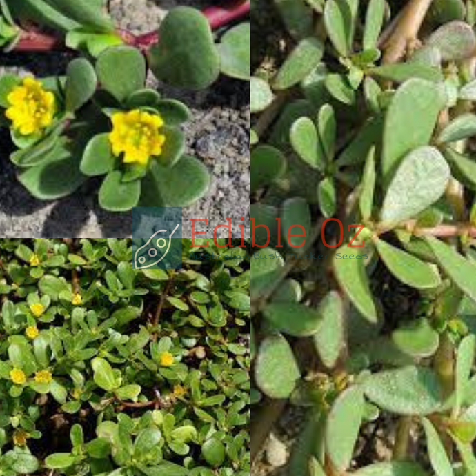 Pigweed / Purslane - Portulaca oleracea (Munyaroo) seeds