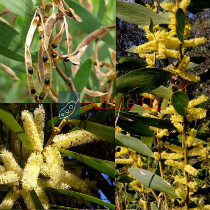Coastal Wattle - Acacia sophorae (Nal-a-wort) seeds