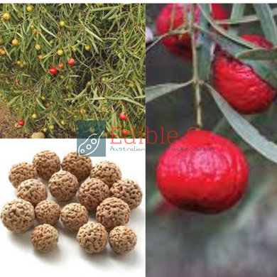 Quandong / Native Peach - Santalum acuminatum (Quwandhang) seeds
