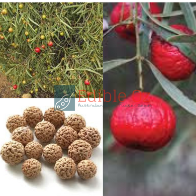 'QUWANDHANG' QUANDONG - NATIVE PEACH (Santalum acuminatum) Seeds