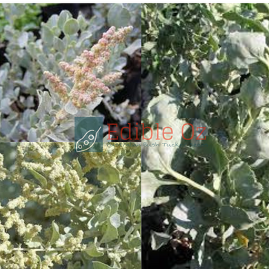 'TYULERN' OLD MAN SALTBUSH (Atriplex Nummularia) Seeds