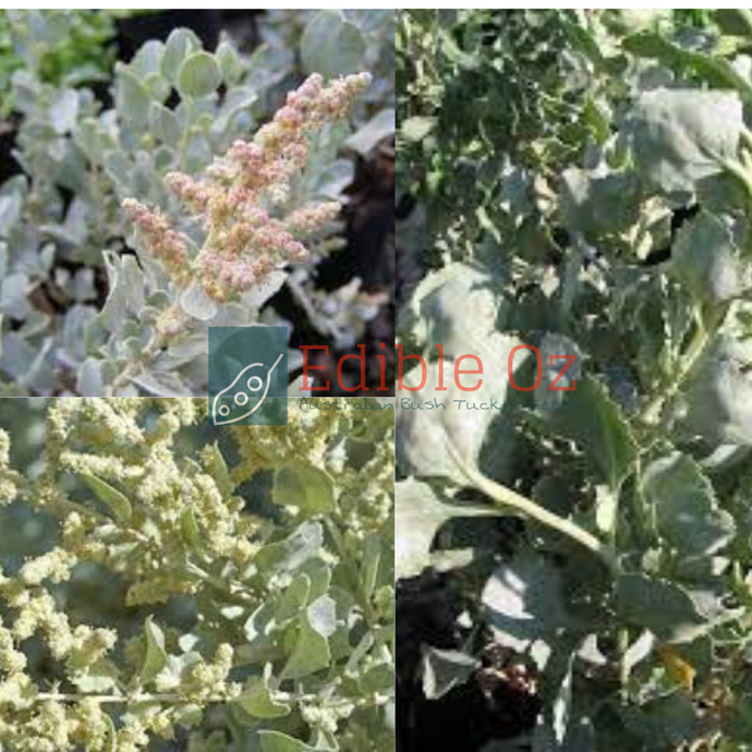 Old Man Saltbush - Atriplex nummularia (Tyulern) seeds
