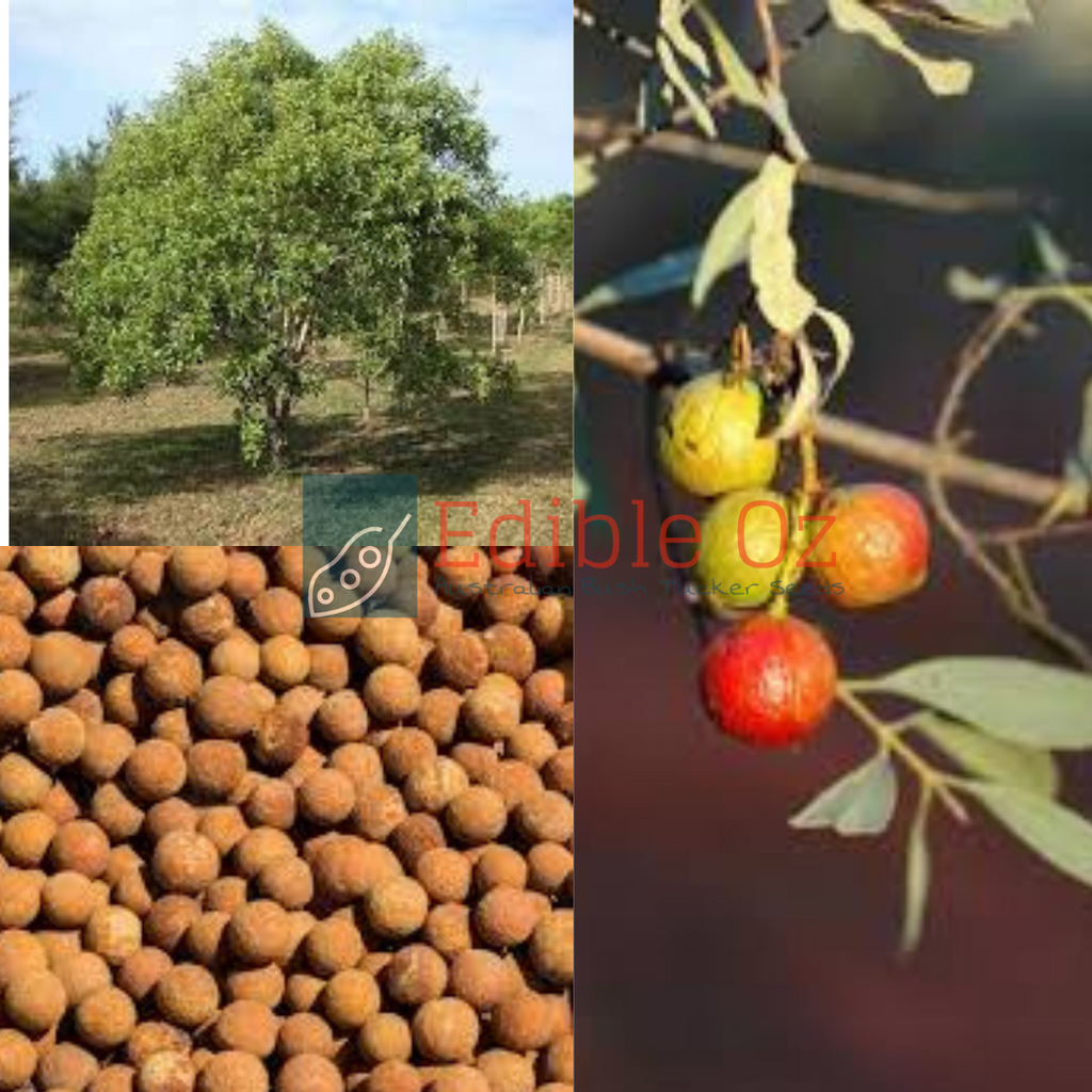 'WOLGOL' AUSTRALIAN SANDALWOOD (santalum spicatum) Seeds Edible Oz