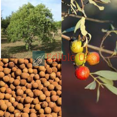 Australian Sandalwood - Santalum spicatum (Wolgol) seeds