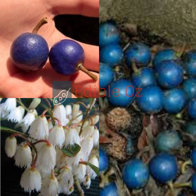 'CALOON' BLUE QUANDONG (Elaeocarpus grandis) Seeds