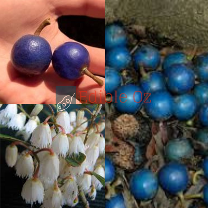 Blue Quandong / Blue Fig - Elaeocarpus grandis (Caloon) seeds