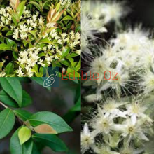 Cinnamon Myrtle - Backhousia myrtifolia (Ironwood) seeds