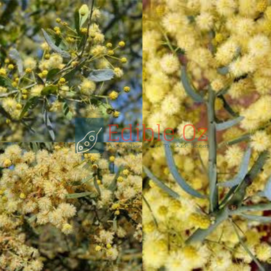 Elegant / Bramble wattle - Acacia victoriae (Gundabluey) seeds