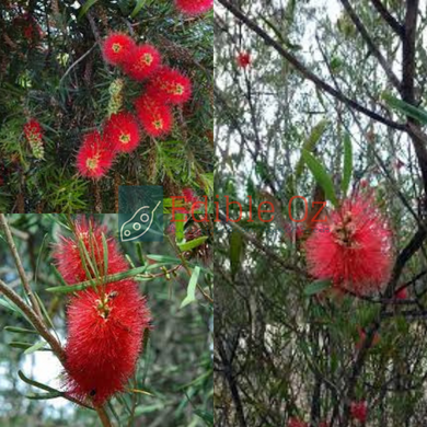 Fiery Bottlebrush - Callistemon phoeniceus (Dubarda) seeds
