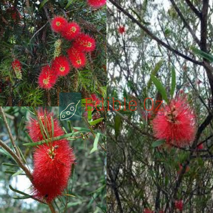 Fiery Bottlebrush - Callistemon phoeniceus (Dubarda) seeds
