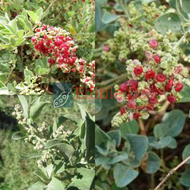 Fragrant Saltbush - Chenopodium parabolicum syn. rhagodia parabolica (Scented saltbush) seeds
