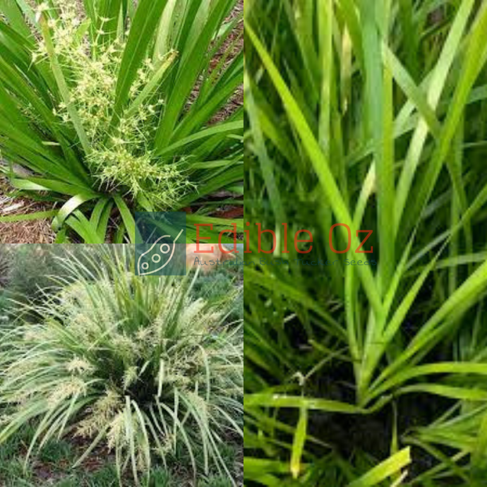 Creek Mat Rush - Lomandra hystrix (Green Lomandra) Seeds