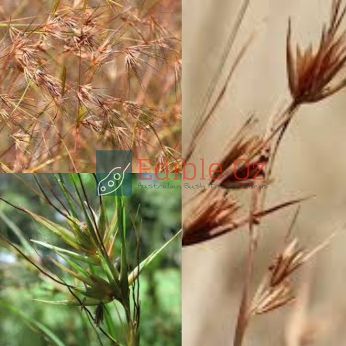 Kangaroo Grass - Themeda triandra (Karawun) seeds