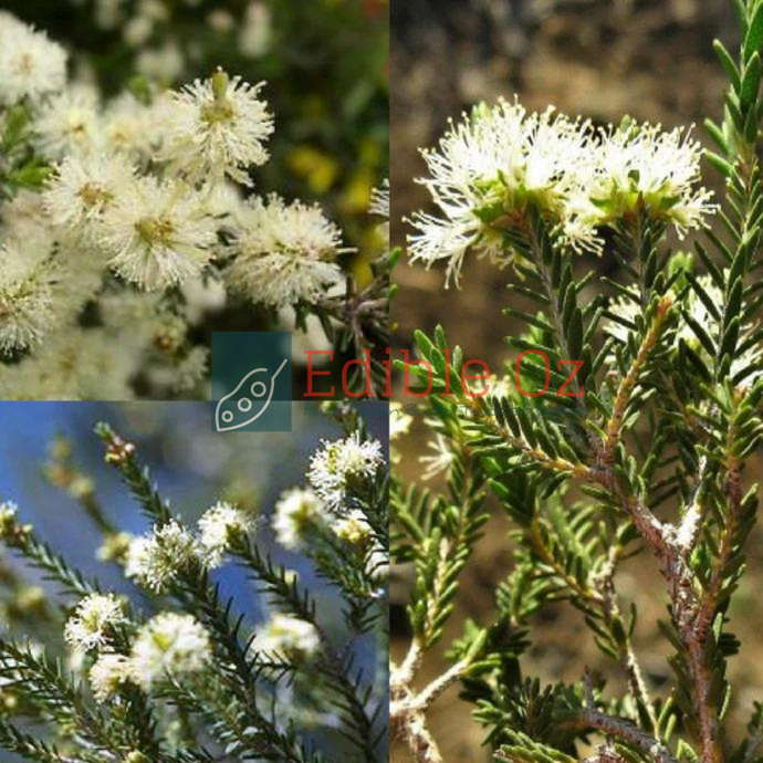 Kangaroo Honey Myrtle / South Australian Swamp Paperbark  - Melaleuca halmaturorum (Salt paperbark) seeds