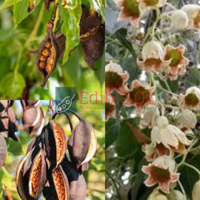 'KURRAJONG' BOTTLE TREE (Brachychiton populneus) Seeds
