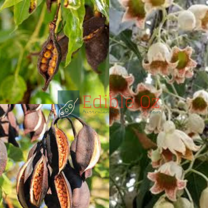 Bottle Tree - Brachychiton populneus (Kurrajong) seeds