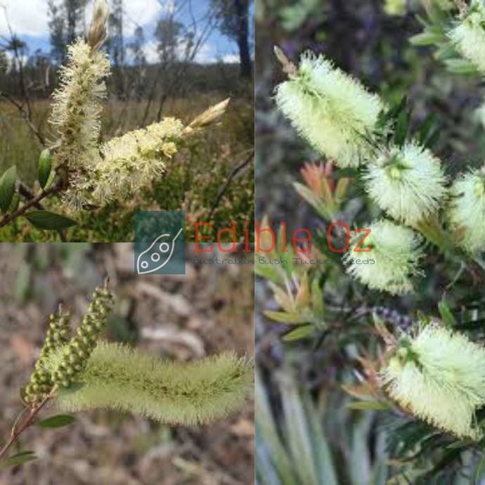 Lemon Bottlebrush - Callistemon pallidus (Birdak) seeds