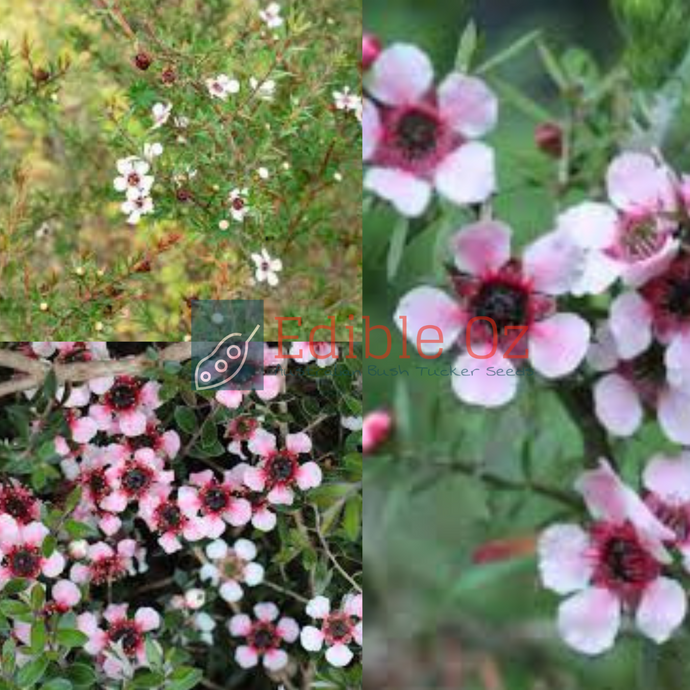 Manuka Myrtle - Leptospermum scoparium (Broom tea tree) seeds