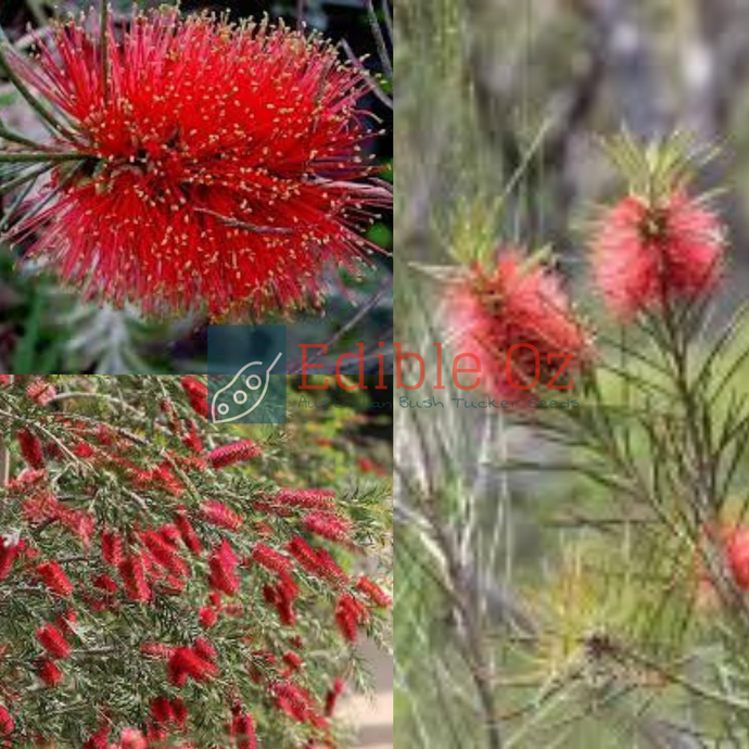 Narrow-Leaved Bottlebrush - Callistemon linearis (syn Melaleuca linearis) seeds