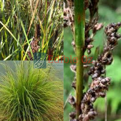 Black Fruit Saw-Sedge - Gahnia melanocarpa (Black saw-sedge) seeds
