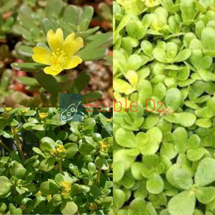 Golden Pigweed / Purslane - Portulaca oleracea var. sativa (Munyaroo) seeds