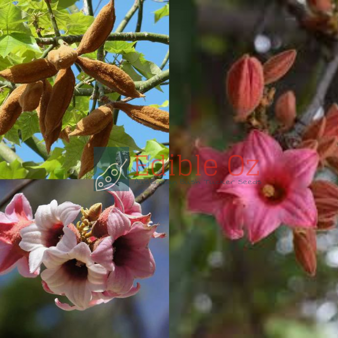 Lacebark Tree - Brachychiton discolor (Pink kurrajong) seeds