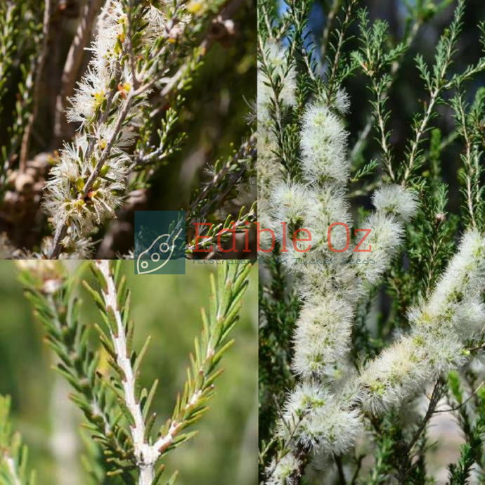 Mallee Honey Myrtle - Melaleuca brevifolia (Short leaf honey myrtle) seeds