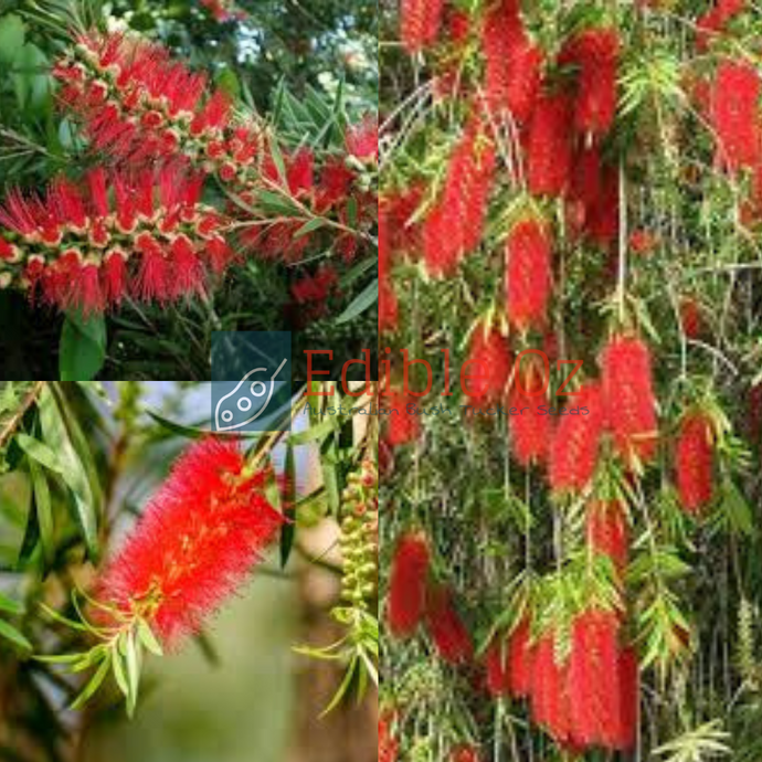 Red Weeping Bottlebrush (Callistemon Viminalis) seeds