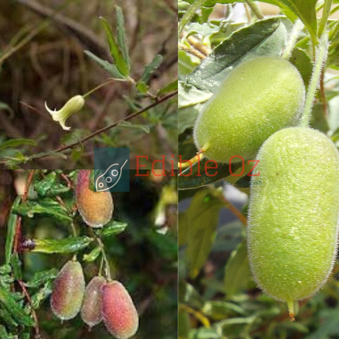 Apple Berry / Apple Dumplings - Billardiera scandens (Garawang) seeds