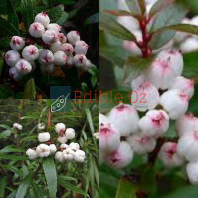 Tasmanian Snow Berry - Gaultheria hispida (Copperleaf snowberry) seeds