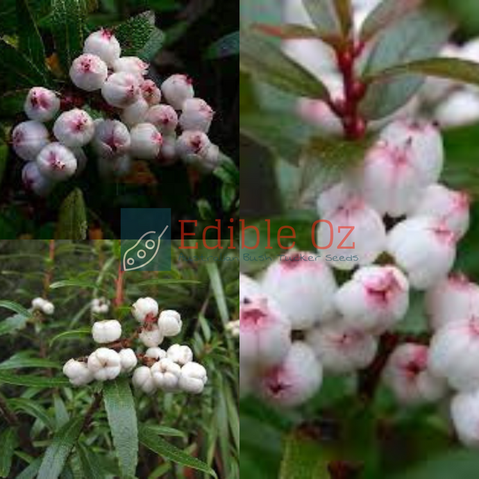 Tasmanian Snow Berry - Gaultheria hispida (Copperleaf snowberry) seeds