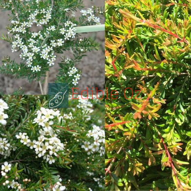 Twiggy Heath Myrtle - Baeckea virgata (Sannantha virgata) seeds