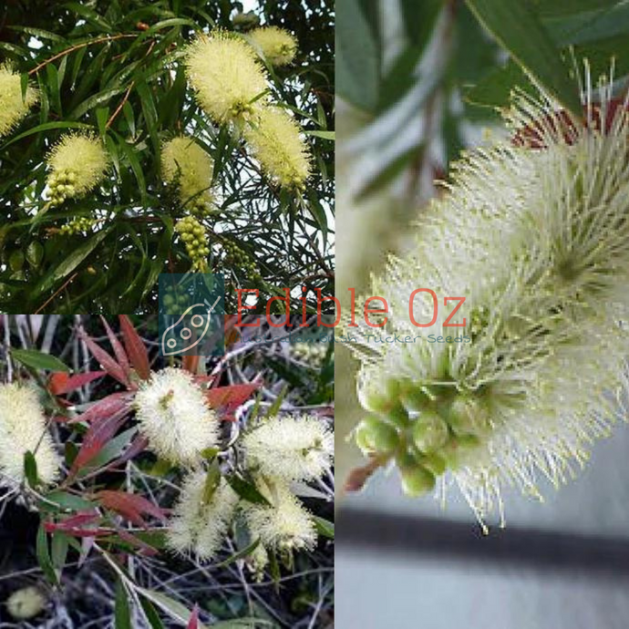 Willow Bottlebrush - Callistemon salignus (White bottlebrush) seeds
