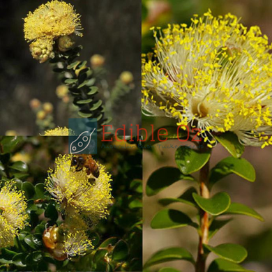 Yellow Pom Pom Melaleuca - Melaleuca megacephala (Large flowered melaleuca) seeds