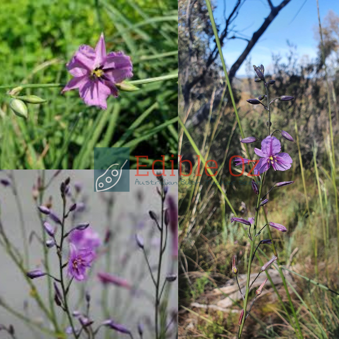 Chocolate Lily - Arthropodium strictum (Gitjawil matom) seeds