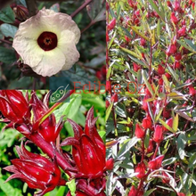 Wild Rosella - Hibiscus sabdariffa (Wyrrung) seeds