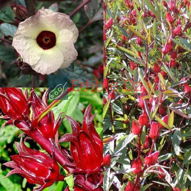 Wild Rosella - Hibiscus sabdariffa (Wyrrung) seeds