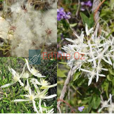 Fine Leaved Clematis / Headache Vine - Clematis linearifolia (Taaruk) seeds