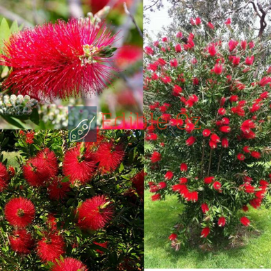 Crimson Bottlebrush - Callistemon citrinus (Red bottlebrush) seeds