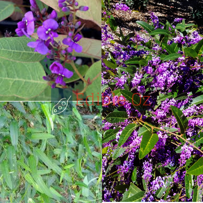 Purple Coral Pea / Happy Wanderer - Hardenbergia violacea (Warburra) seeds