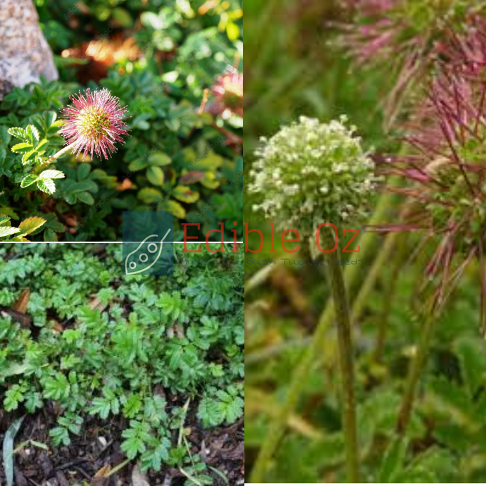 Red Bidibid / Hooked Burr - Acaena novae-zelandiae (Bidgee widgee) seeds