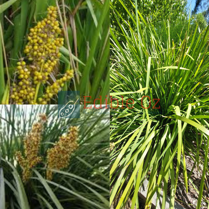 Spiny-Headed Mat Rush - Lomandra longifolia (Kurawan) seeds
