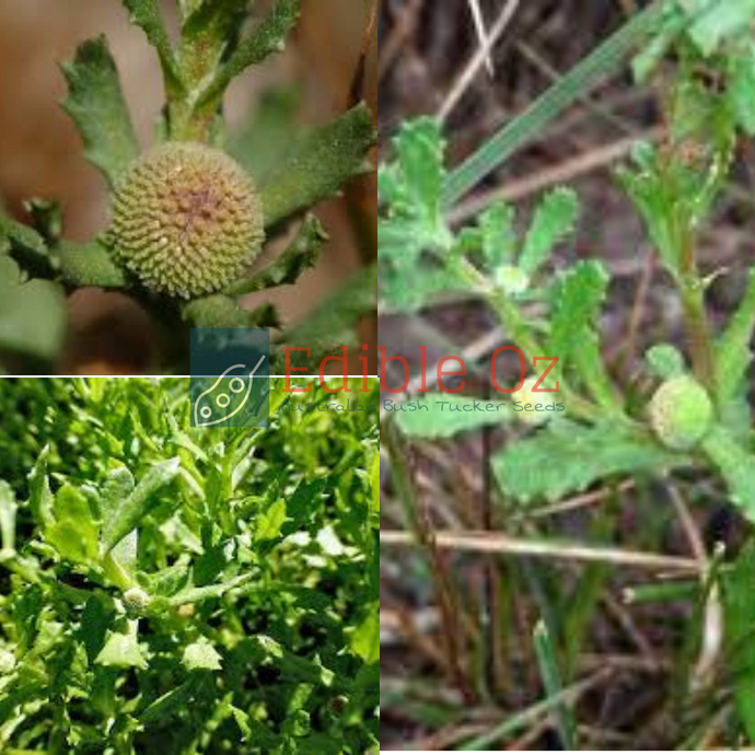 Old man weed / Common Sneezeweed / Scent Weed - Centipeda cunninghamii (Gukwonderuk) seeds