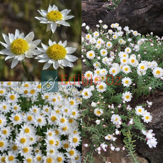 Chamomile Sunray / Paper Daisy - Rhodanthe anthemoides (White everlasting) seeds