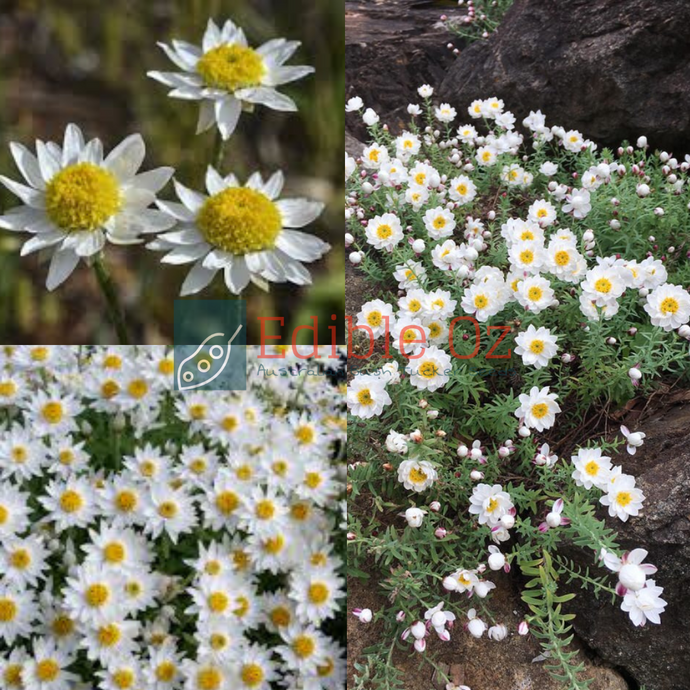 CHAMOMILE SUNRAY / PAPER DAISY (Rhodanthe anthemoides) Seeds