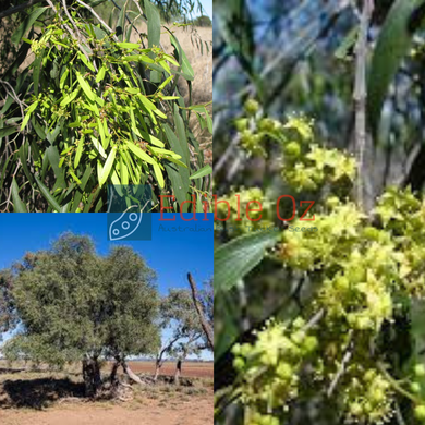 'BANDARRANG' SUPPLEJACK / VINE TREE / WHIP VINE (Ventilago viminalis) Seeds