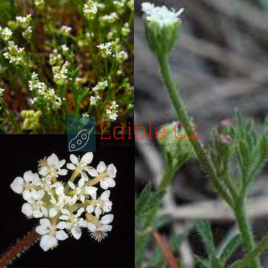 DWARF NATIVE PARSNIP / WILD PARSNIP (Trachymene pilosa) Seeds