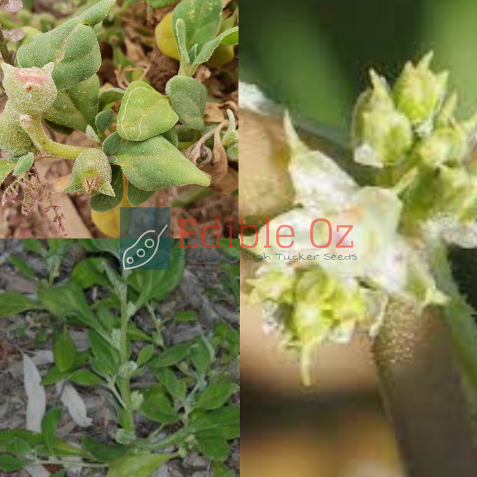 Desert Spinach - Tetragonia eremaea (Native spinach) seeds
