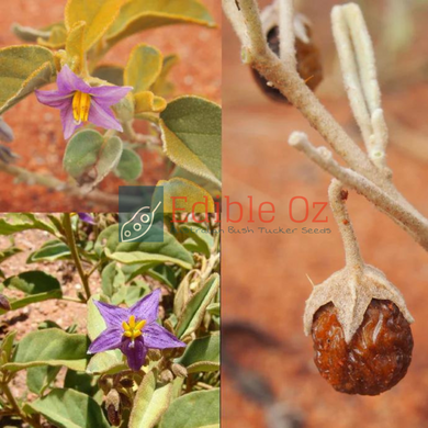 Desert Raisin / Bush Tomato - Solanum centrale (Kutjera) seeds